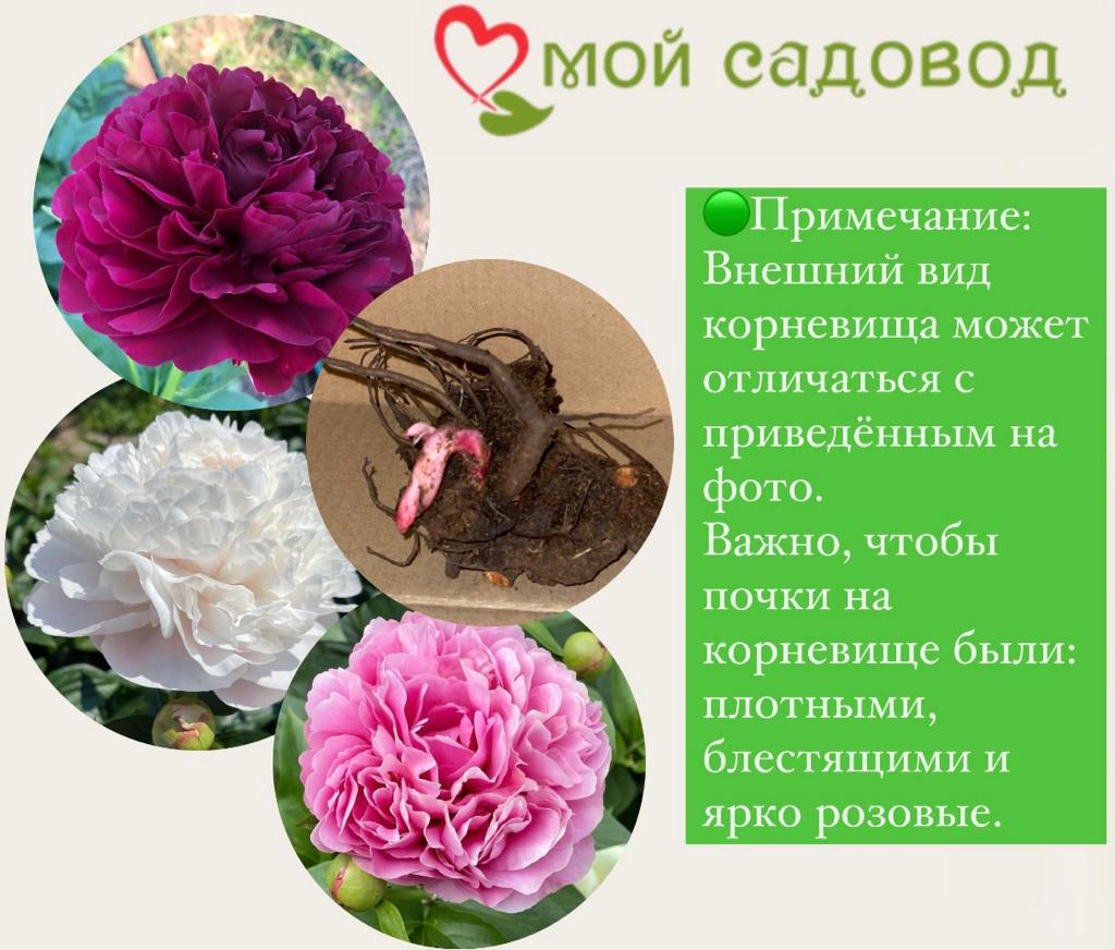 Пион Бордер Чарм